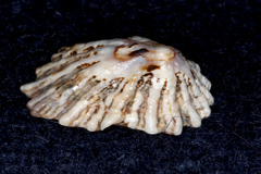 Patelloida corticata