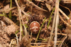 Steatoda paykulliana