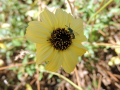 Agapostemon texanus