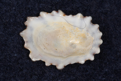 Patelloida corticata