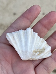 Hippopus