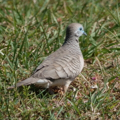 Geopelia placida