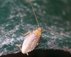 Ectobius vittiventris
