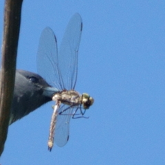 Anax papuensis