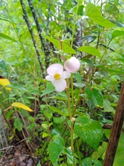 Begonia bulbillifera