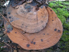 Ganoderma australe