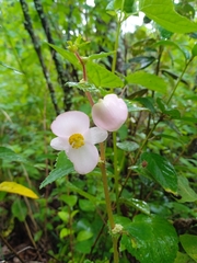 Begonia bulbillifera
