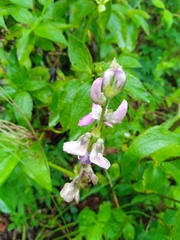 Phaseolus pauciflorus