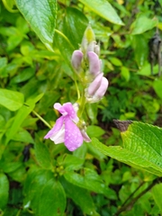 Phaseolus pauciflorus