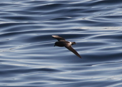 Hydrobates leucorhous