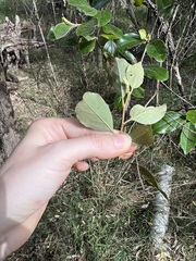 Petalostigma pubescens