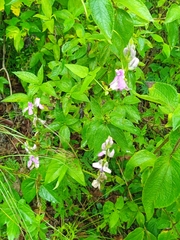 Phaseolus pauciflorus