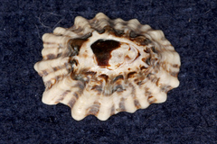 Patelloida corticata