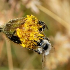 Bombus frigidus