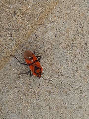 Spilostethus pandurus