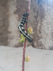 Acronyctodes mexicanaria