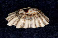 Patelloida corticata