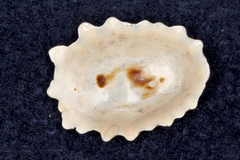 Patelloida corticata