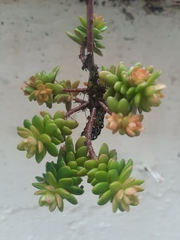 Acronyctodes mexicanaria