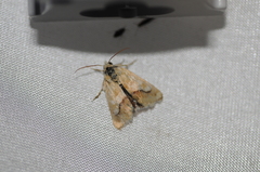 Heliothodes diminutiva