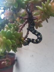 Acronyctodes mexicanaria