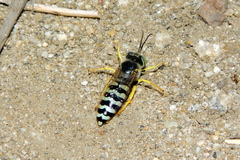 Bembix