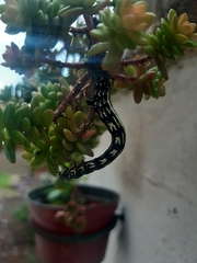 Acronyctodes mexicanaria