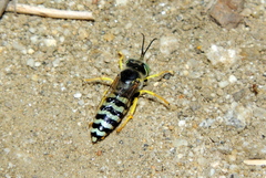 Bembix