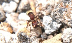 Pseudomethoca quadrinotata