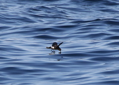 Oceanites oceanicus