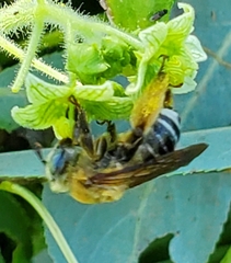 Melissodes comptoides