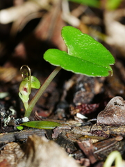 Corybas trilobus