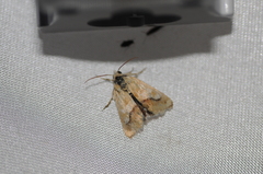 Heliothodes diminutiva