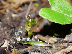 Corybas trilobus