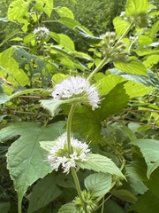 Mentha canadensis