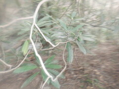 Rhododendron maximum