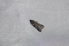 Acrobasis tricolorella