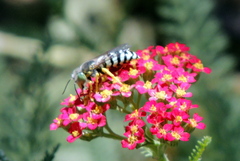 Bembix