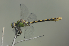 Ophiogomphus occidentis