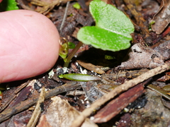 Corybas trilobus