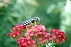 Bembix