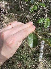 Petalostigma pubescens