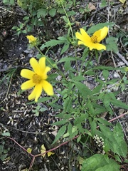 Bidens aristosa