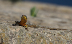 Podarcis filfolensis maltensis