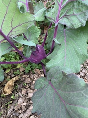 Brassica oleracea gongylodes