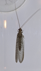 Pseudomallada venosus