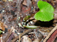Corybas trilobus