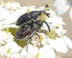 Odontocorynus umbellae