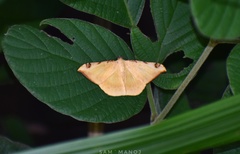 Luxiaria phyllosaria