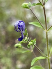 Trichostema dichotomum